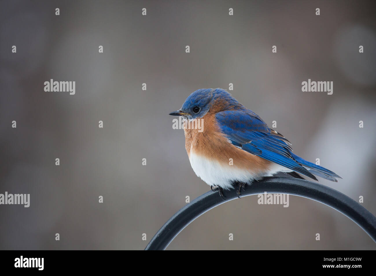 Eastern bluebird in inverno in Ohio Foto Stock