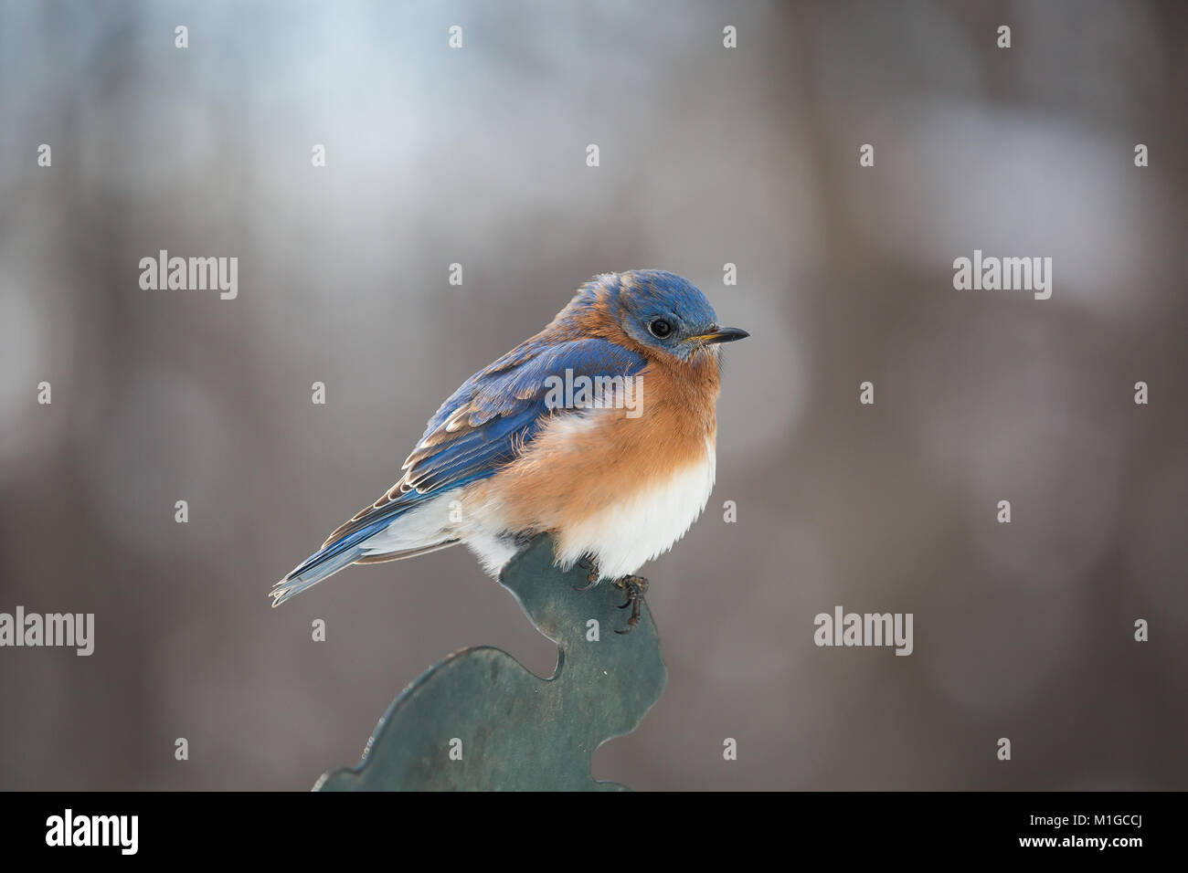 Eastern bluebird in inverno in Ohio Foto Stock