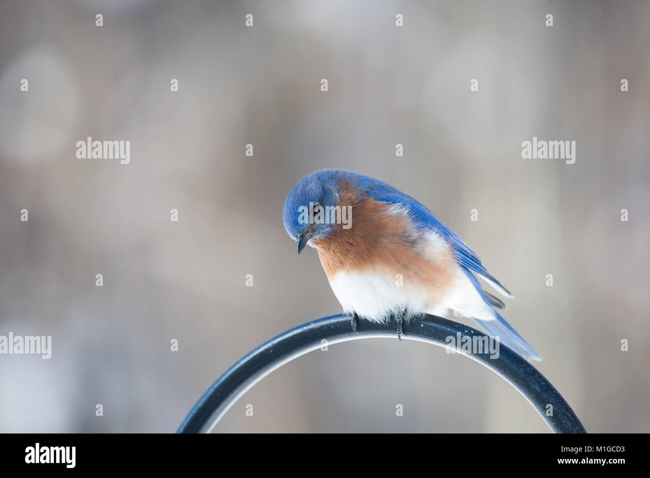 Eastern bluebird in inverno in Ohio Foto Stock