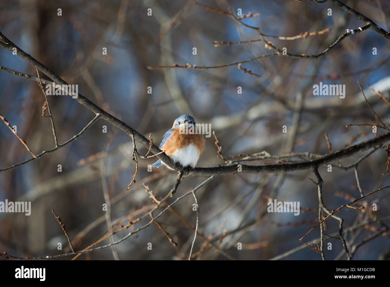 Eastern bluebird in inverno in Ohio Foto Stock