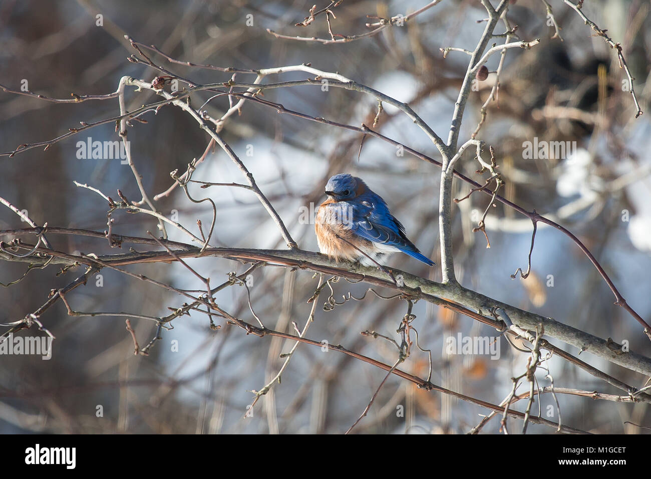 Eastern bluebird in inverno in Ohio Foto Stock