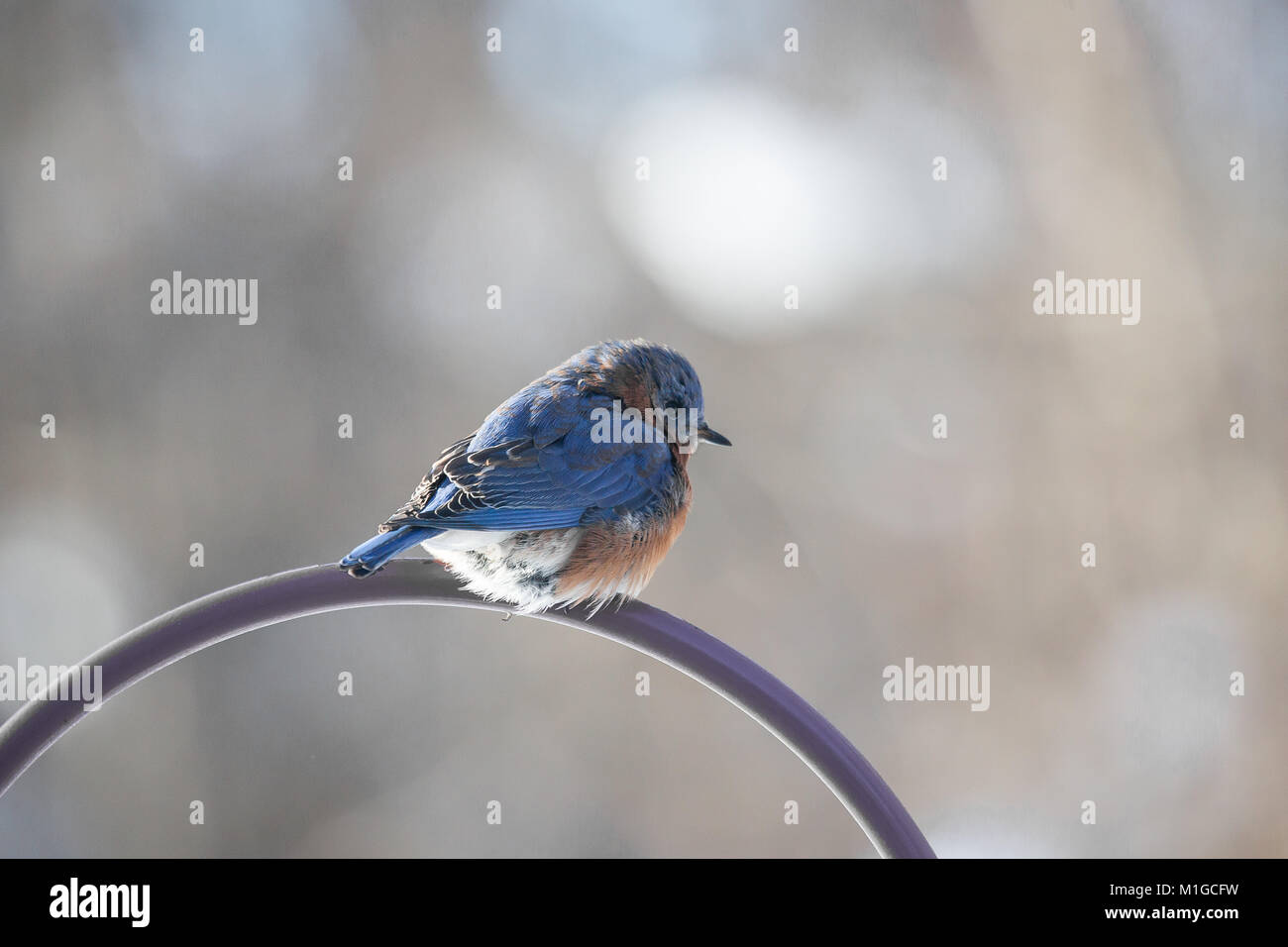 Eastern bluebird in inverno in Ohio Foto Stock