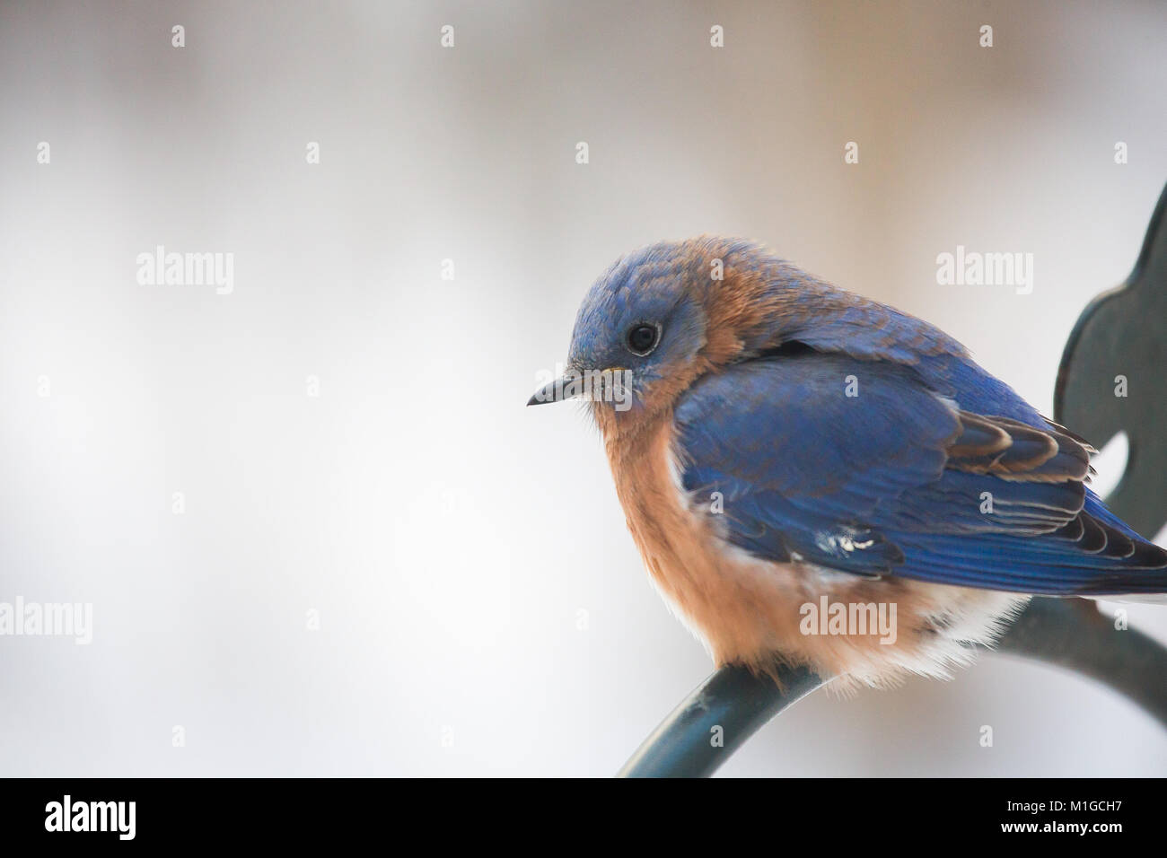 Eastern bluebird in inverno in Ohio Foto Stock