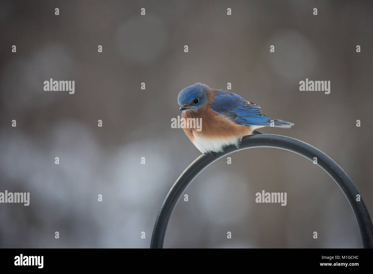 Eastern bluebird in inverno in Ohio Foto Stock
