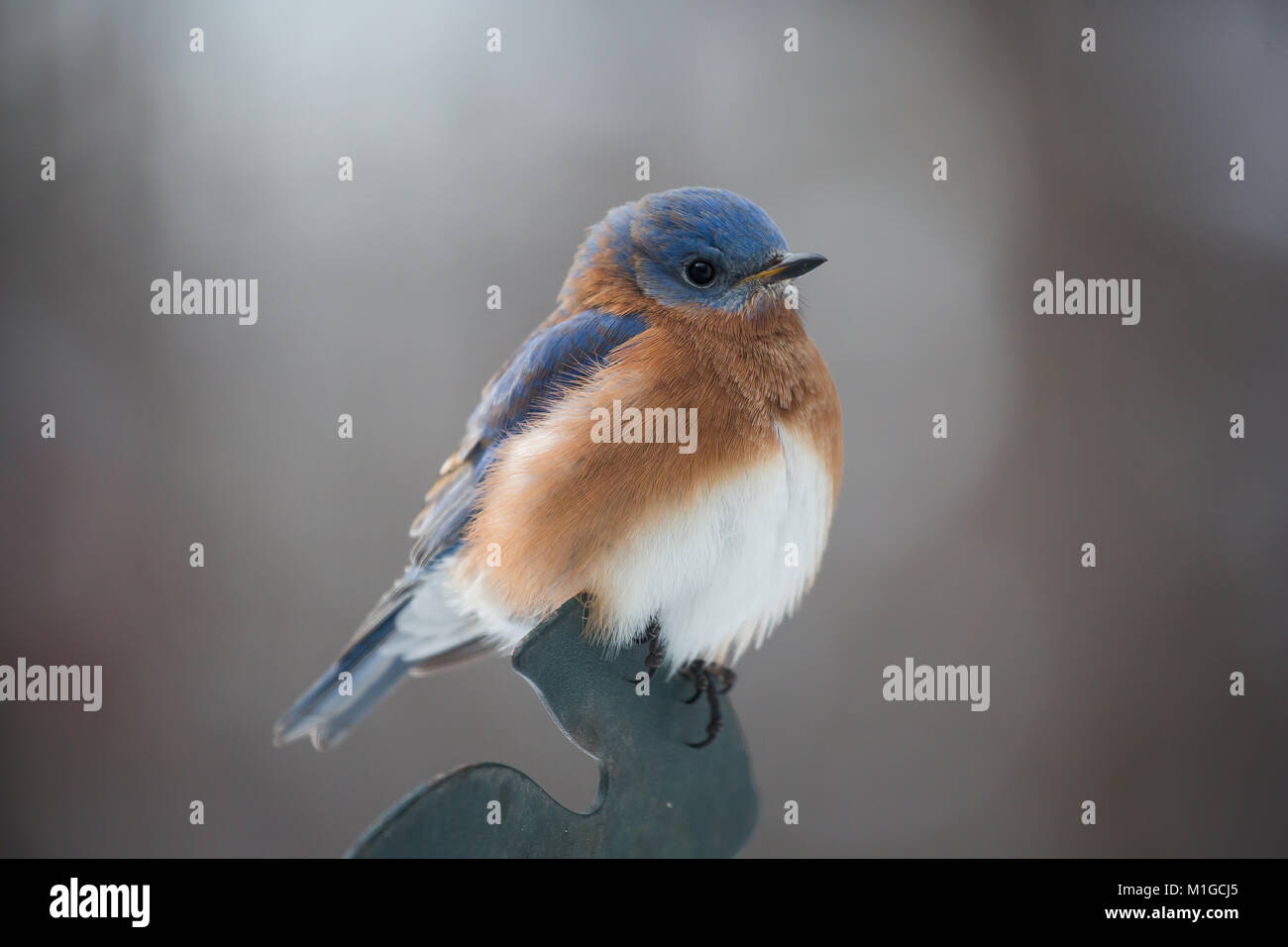 Eastern bluebird in inverno in Ohio Foto Stock
