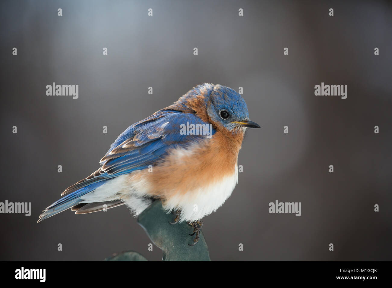 Eastern bluebird in inverno in Ohio Foto Stock