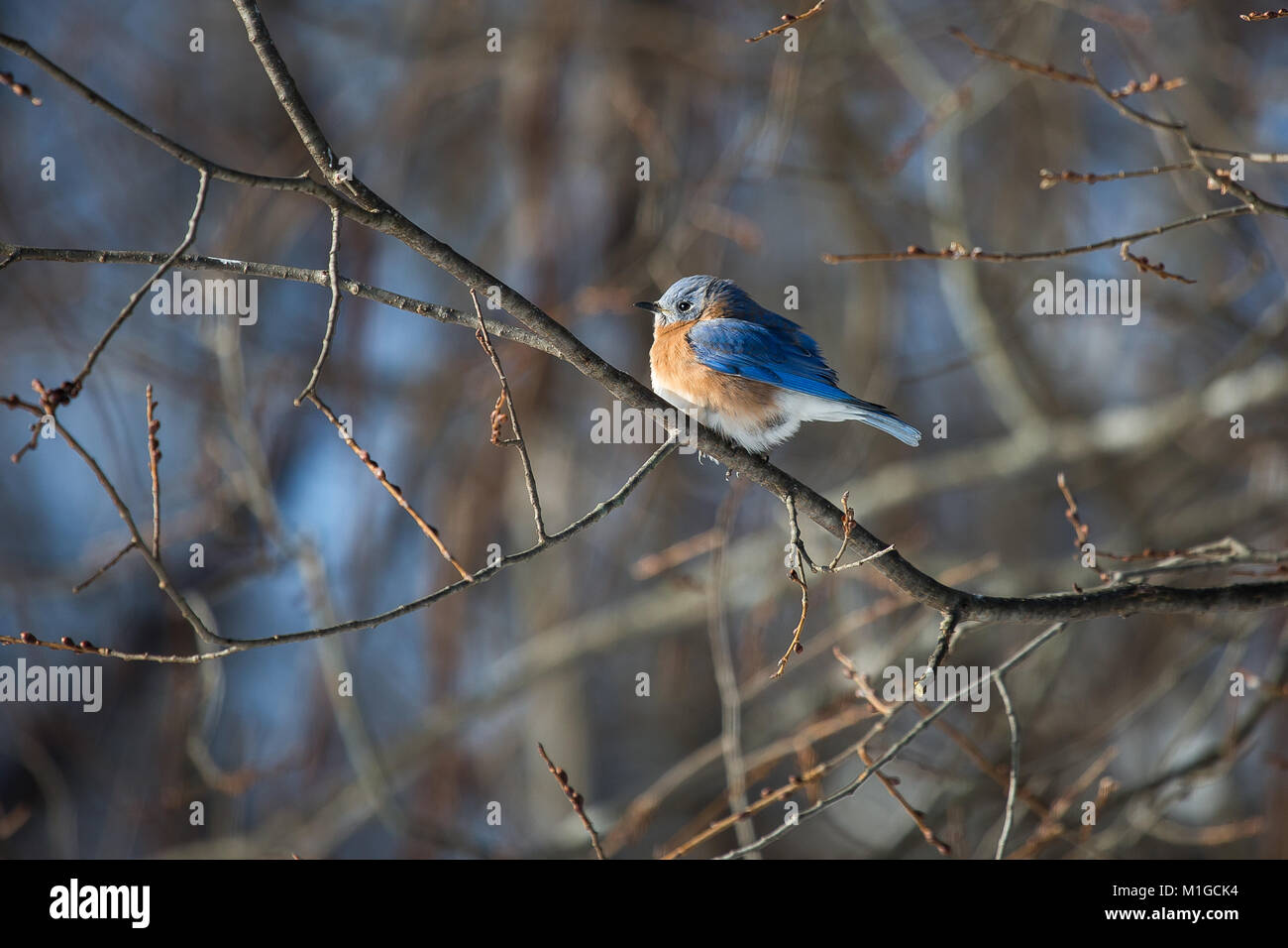 Eastern bluebird in inverno in Ohio Foto Stock