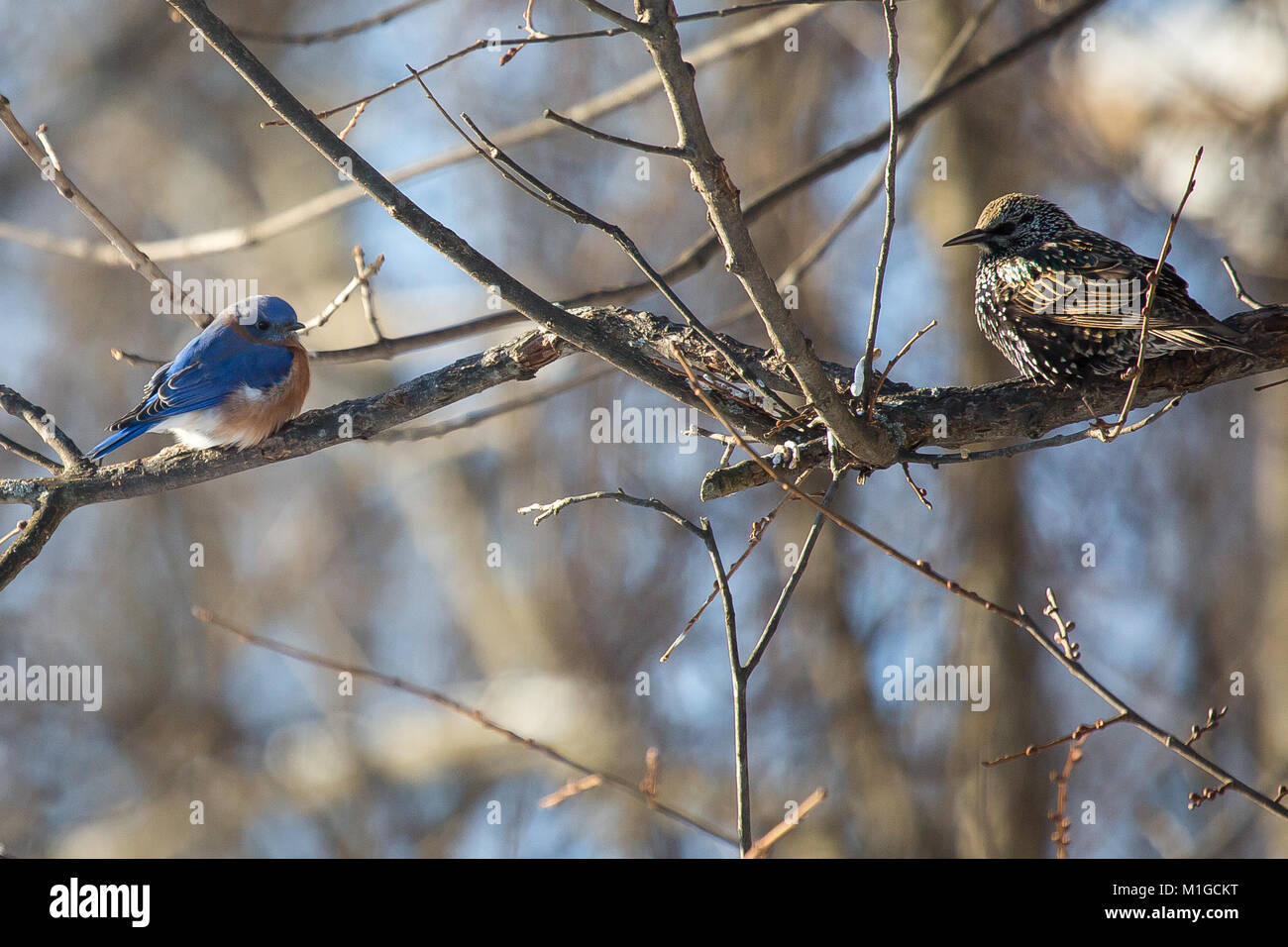 Eastern bluebird in inverno in Ohio Foto Stock