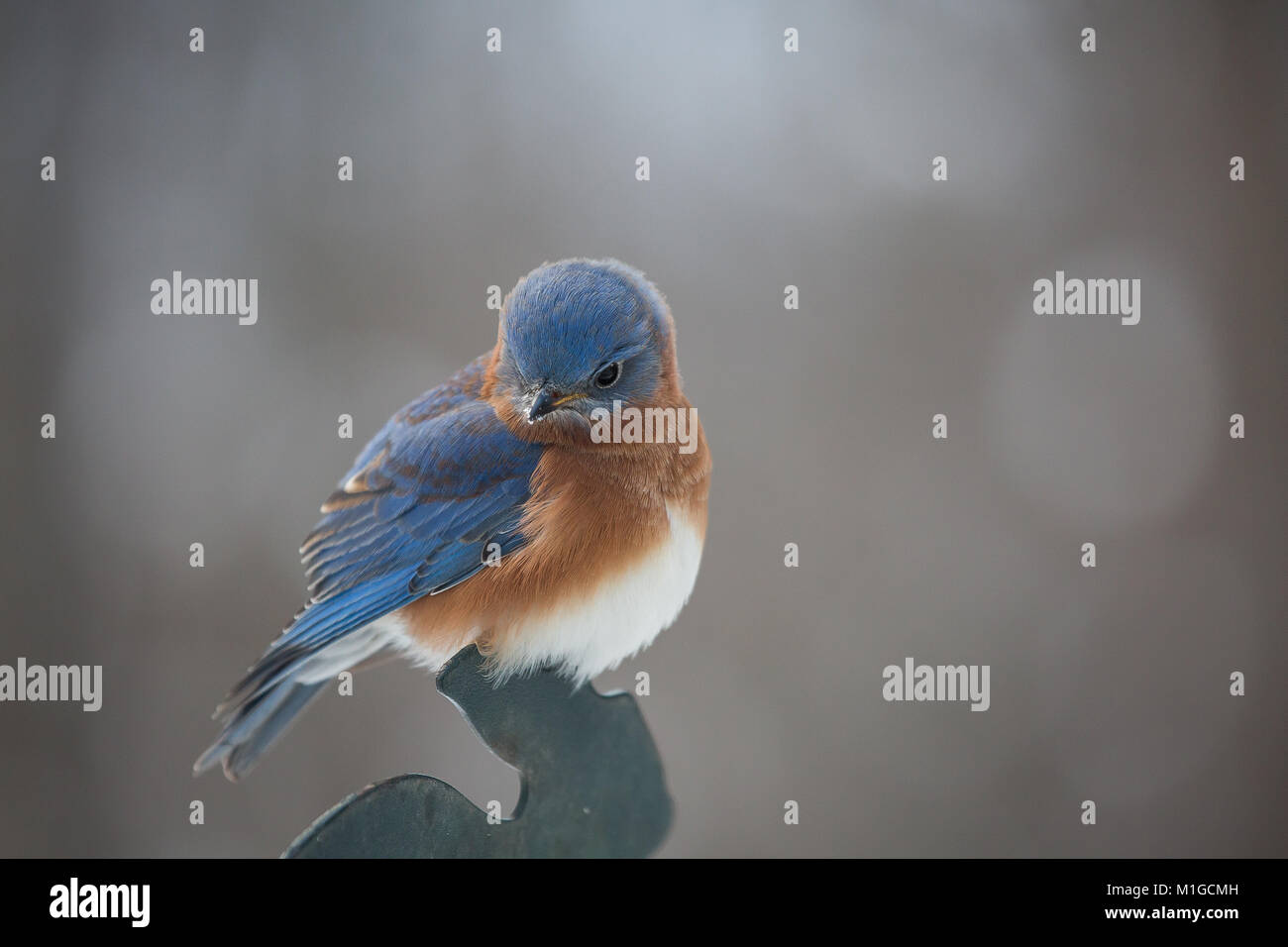 Eastern bluebird in inverno in Ohio Foto Stock