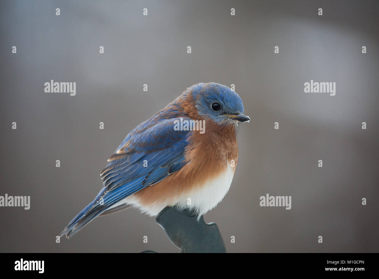 Eastern bluebird in inverno in Ohio Foto Stock