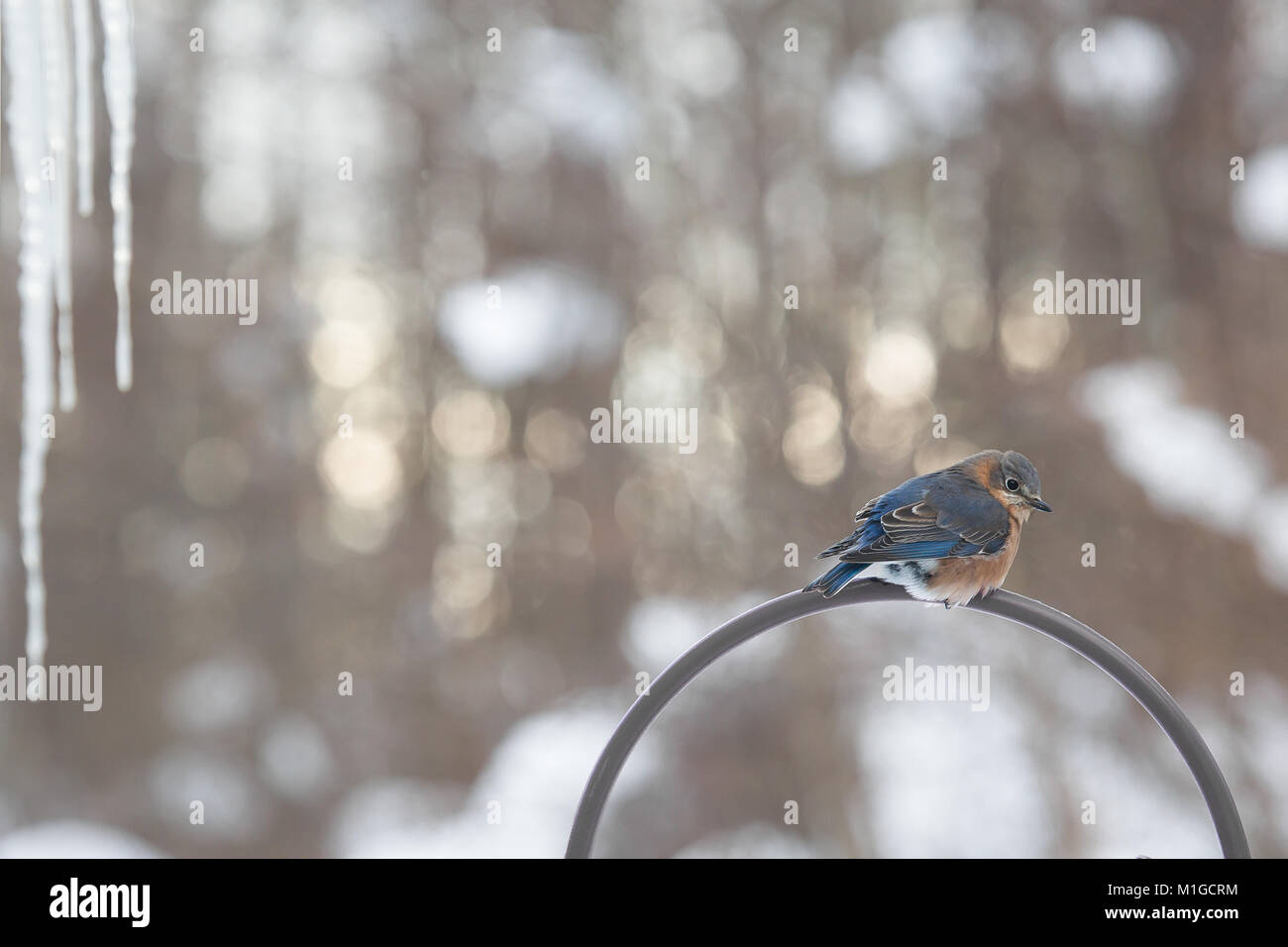 Eastern bluebird in inverno in Ohio Foto Stock