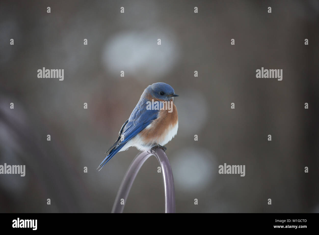 Eastern bluebird in inverno in Ohio Foto Stock