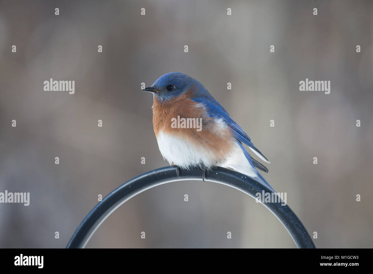 Eastern bluebird in inverno in Ohio Foto Stock