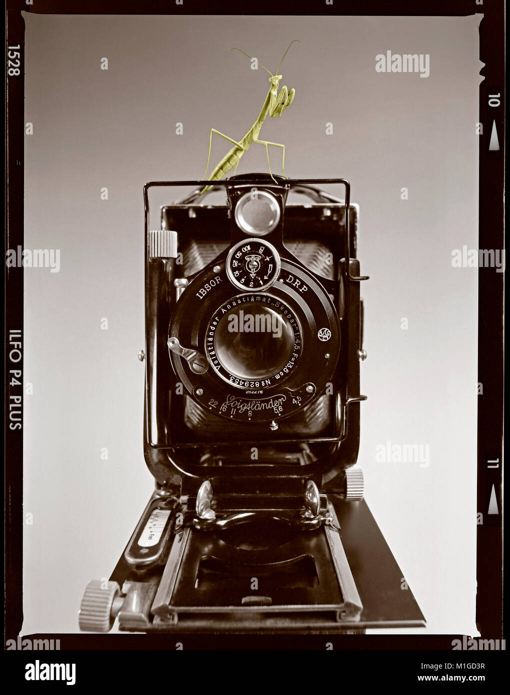 Curioso shutterbug mantide religiosa su un antico rotolo fotocamera. Fotografato il B&W con pellicola di medio formato 6x7cm fotocamera. Foto Stock