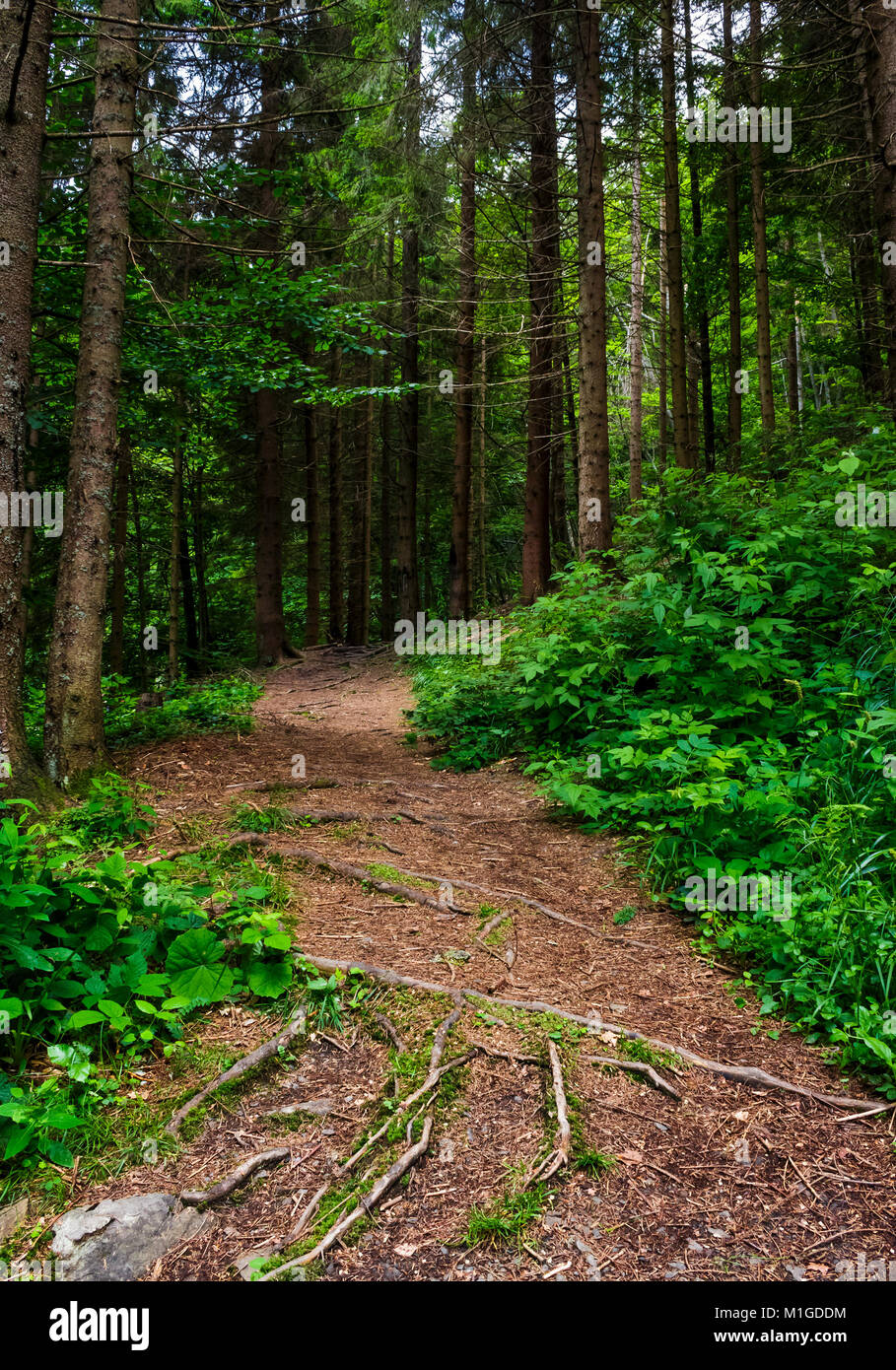 Sentiero nella antica foresta di conifere. incantevole paesaggio naturale in estate Foto Stock