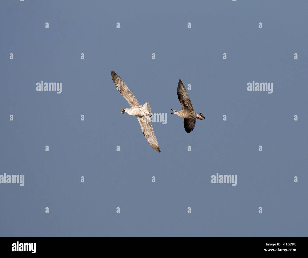 Aringa Gabbiano, Larus argentatus, adulti con elemosinare i capretti in volo, Morecambe Bay, Lancashire, Regno Unito Foto Stock