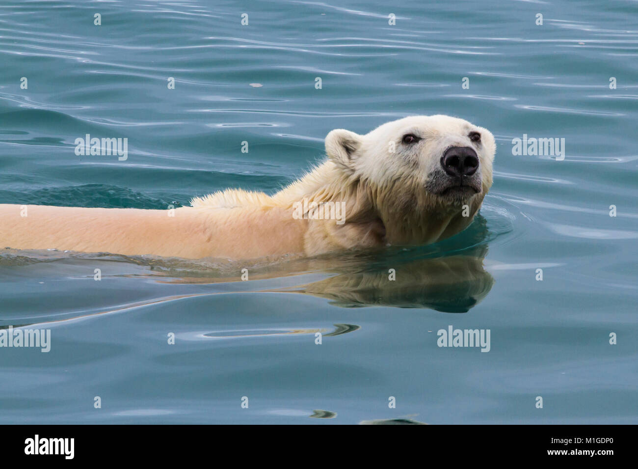 Orso polare di nuoto in acque delle isole Svalbard, in cerca di cibo Foto Stock