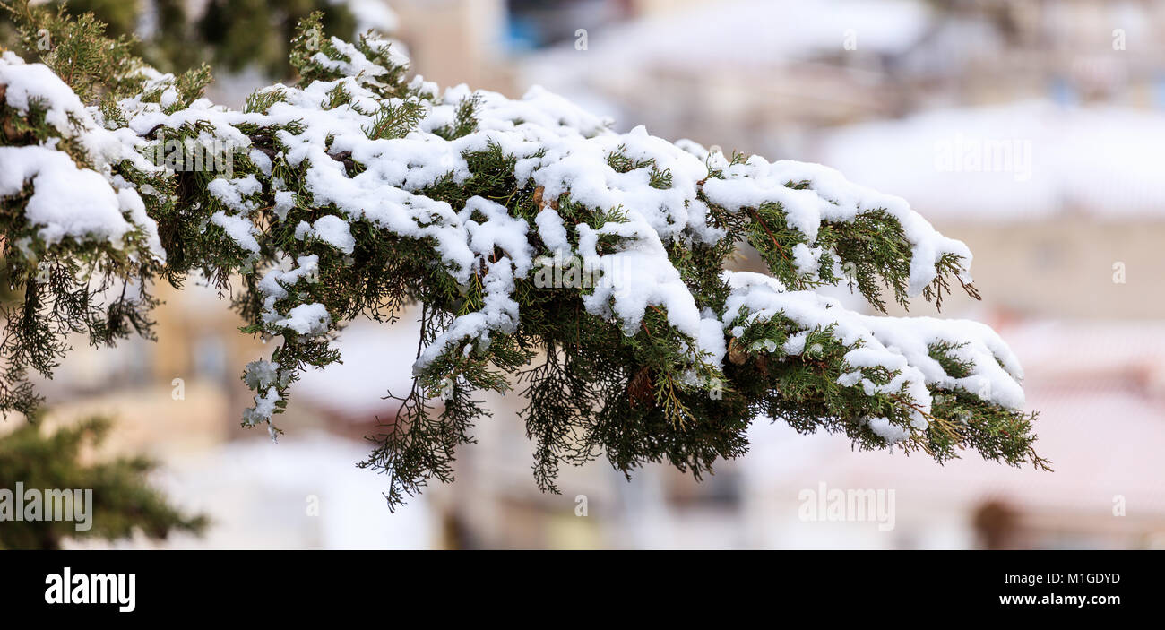 Congelati cypress branch ricoperta di neve in inverno. Uno sfondo sfocato, vista ravvicinata con i dettagli Foto Stock