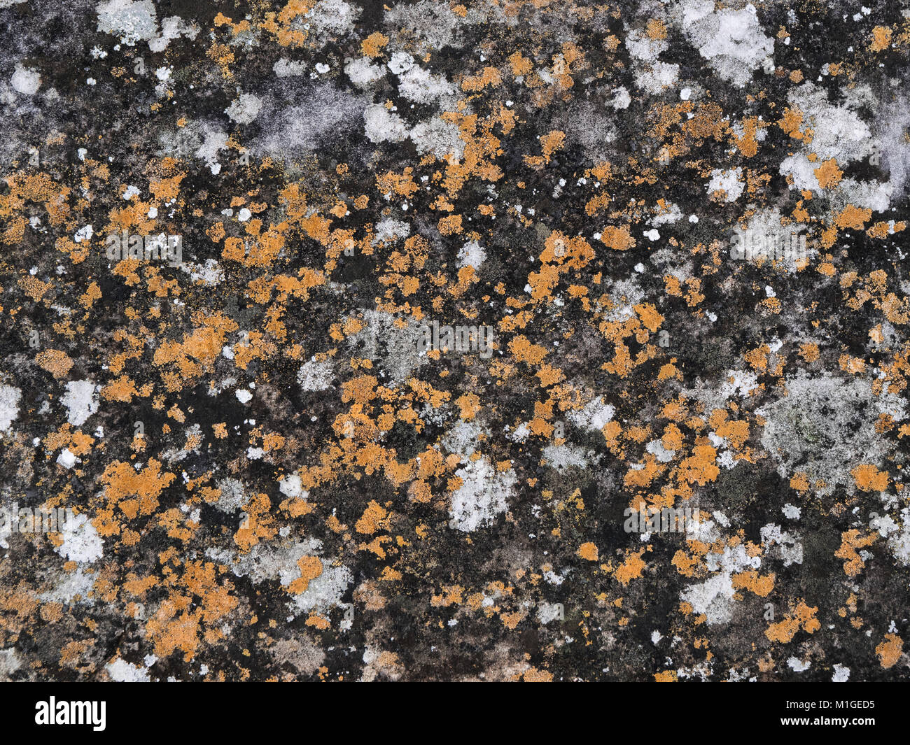 Background: lichen su roccia Foto Stock