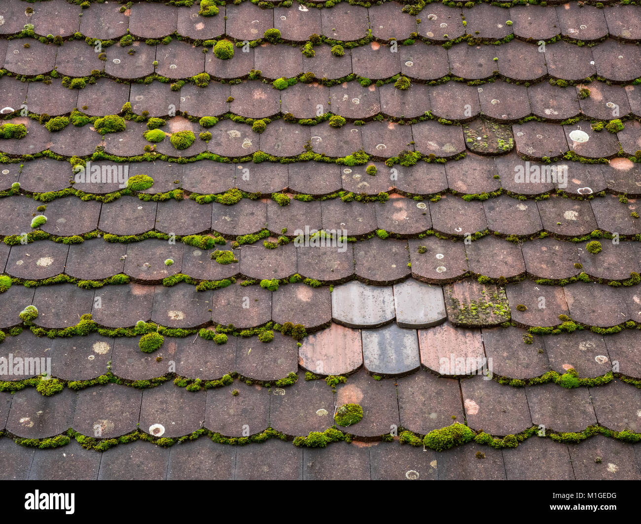 Il vecchio tetto di muschio di piastrelle con una piccola area di cinque piastrelle più recenti Foto Stock