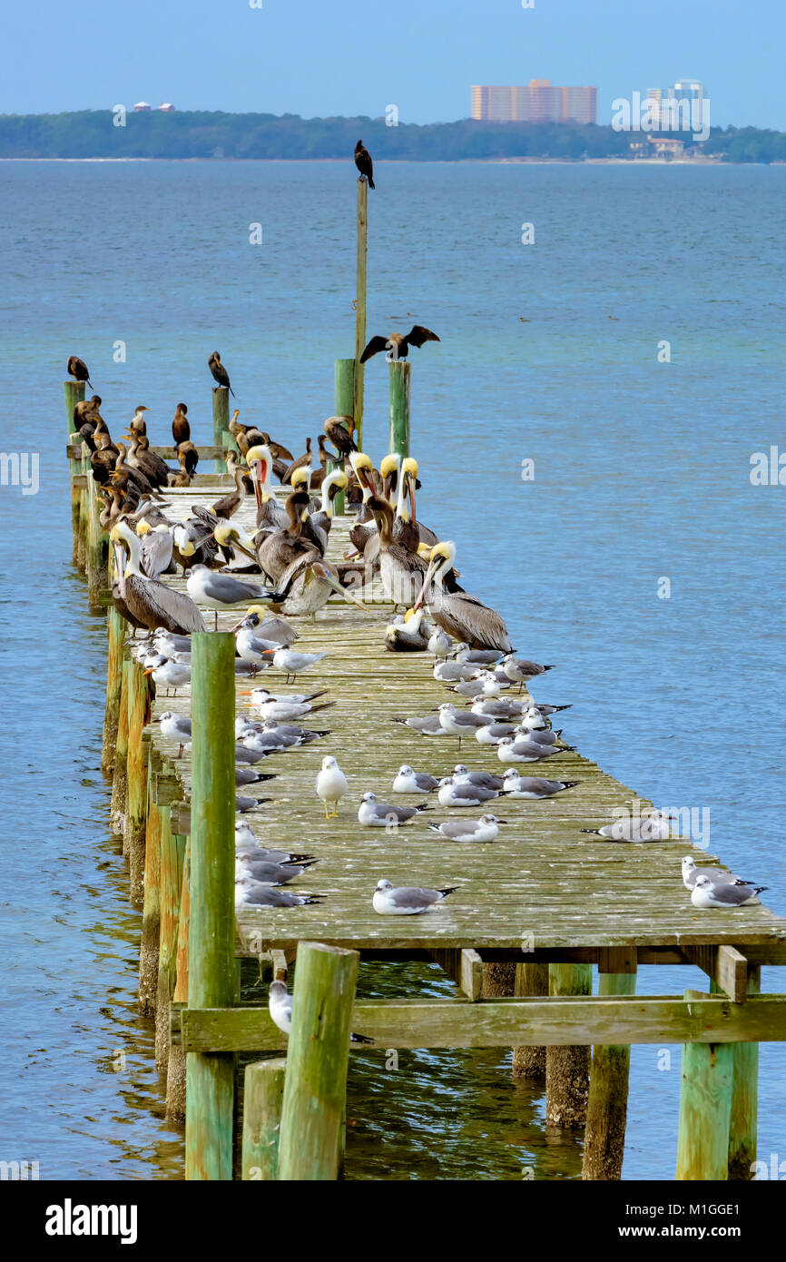 Gabbiani pellicani cormorani sull uragano danneggiato molo in legno st. Andrews Bay Panama city florida Foto Stock