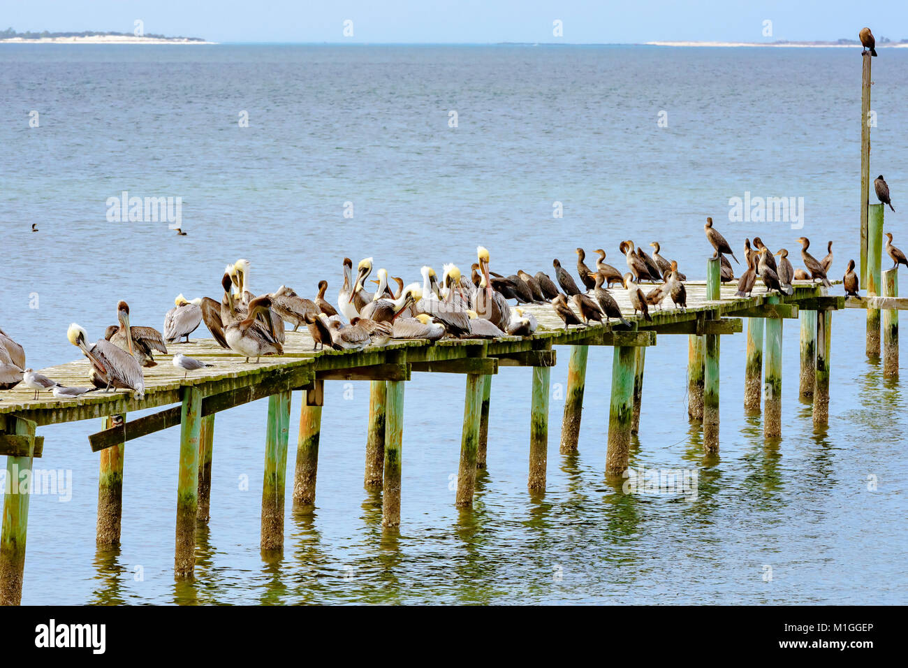 Gabbiani pellicani cormorani sull uragano danneggiato pier, st. Andrews Bay Panama city florida Foto Stock