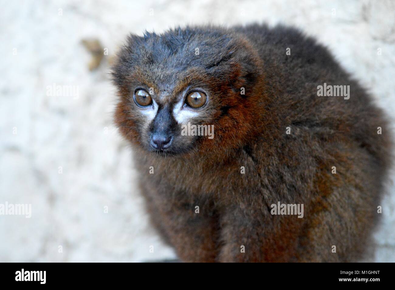 Rosso lemure panciuto Foto Stock