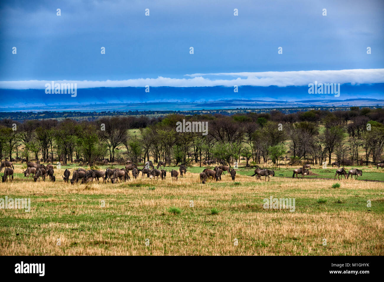 Formazioni di nubi a Great Rift Valley, il paesaggio nel Parco Nazionale del Serengeti con blue wilderbeests, sito patrimonio mondiale dell'UNESCO, Tanzania Africa Foto Stock