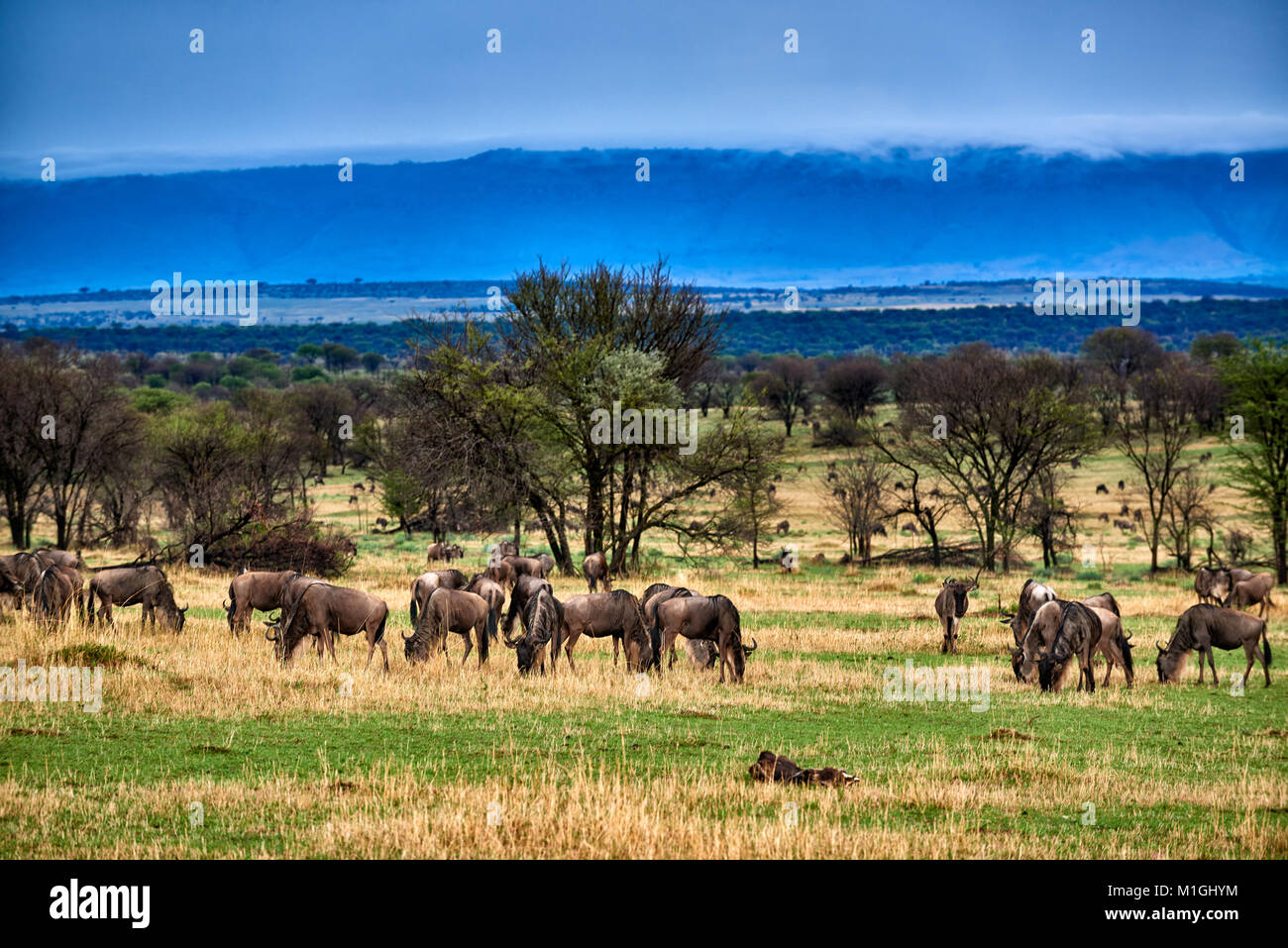 Formazioni di nubi a Great Rift Valley, il paesaggio nel Parco Nazionale del Serengeti con blue wilderbeests, sito patrimonio mondiale dell'UNESCO, Tanzania Africa Foto Stock