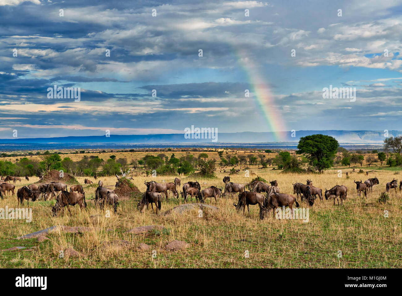Rainbow e GNU, paesaggio nel Parco Nazionale del Serengeti, sito patrimonio mondiale dell'UNESCO, Tanzania Africa Foto Stock
