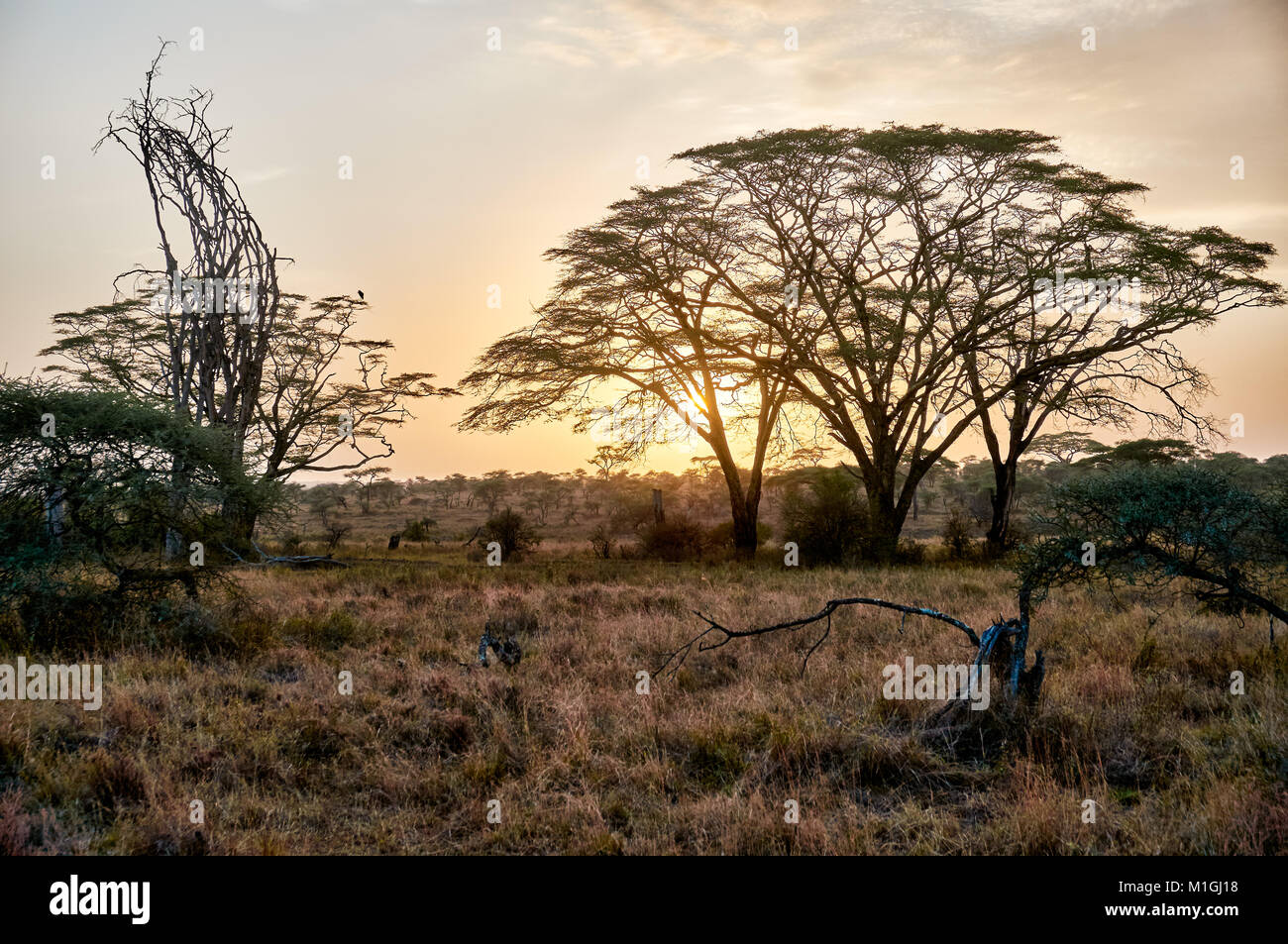 Sunrise nel Parco Nazionale del Serengeti, sito patrimonio mondiale dell'UNESCO, Tanzania Africa Foto Stock