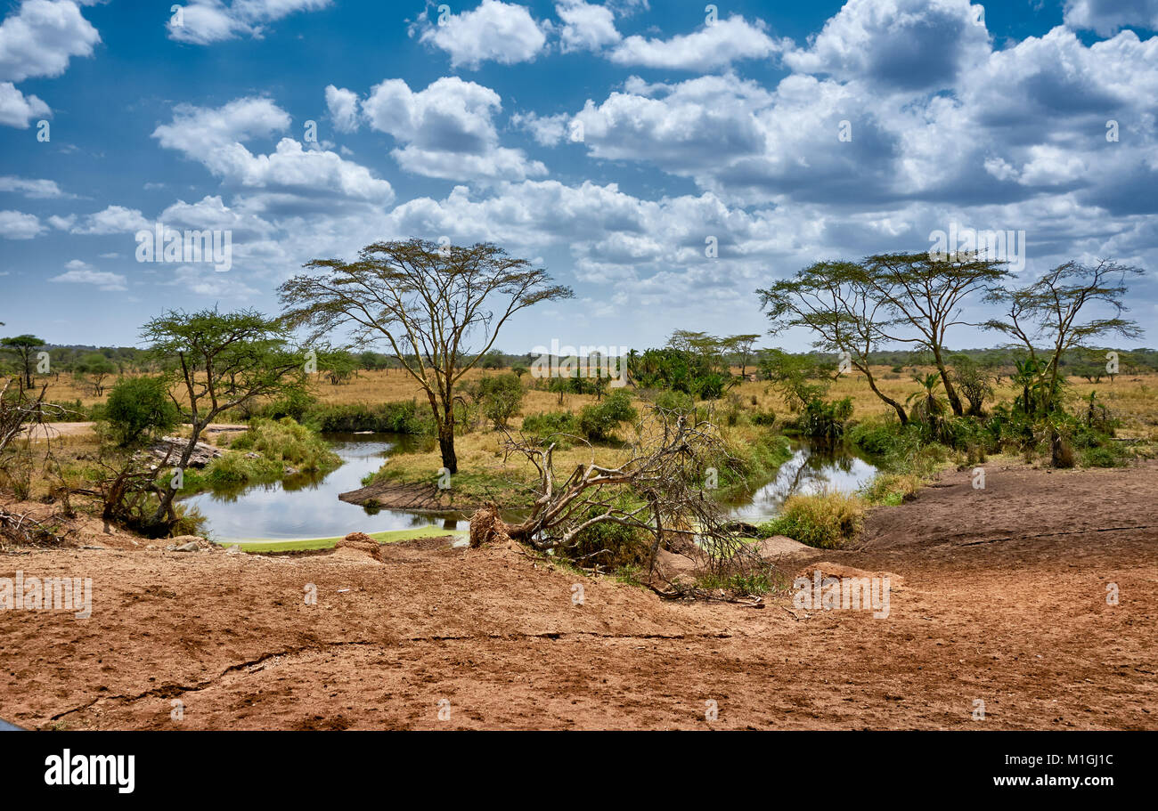 Paesaggio nel Parco Nazionale del Serengeti, sito patrimonio mondiale dell'UNESCO, Tanzania Africa Foto Stock