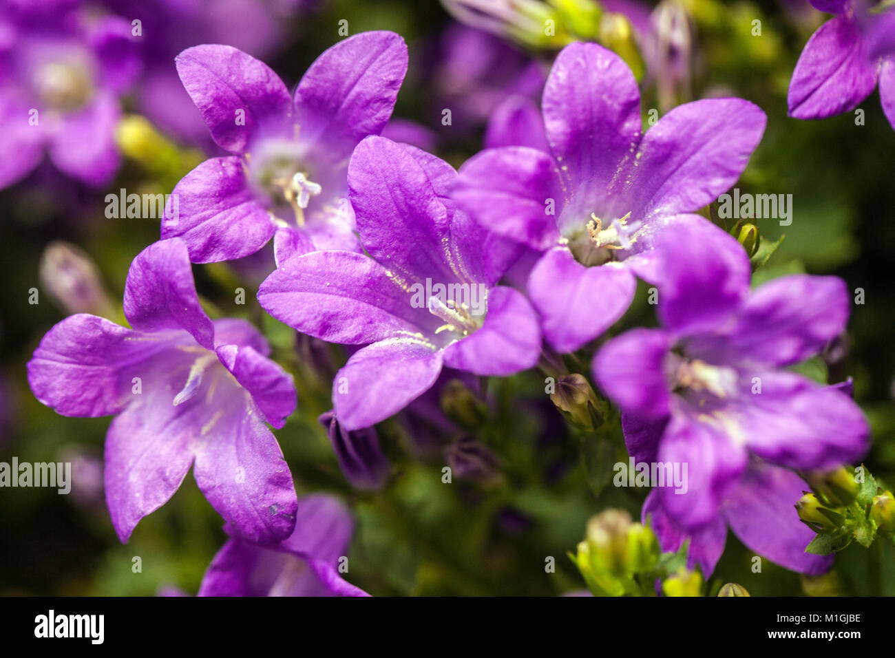 Campanula addendi, Campanula Foto Stock