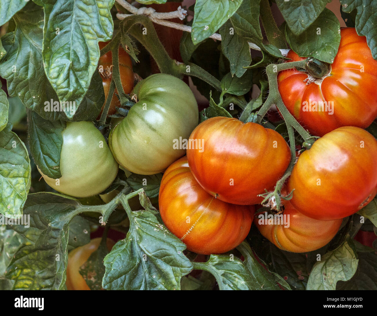 Cluster di maturazione homegrown verde e rosso (Siletz varietà) pomodori appesi su una pianta che cresce in un contenitore (rim appena visibile nella parte inferiore dell'immagine). Foto Stock