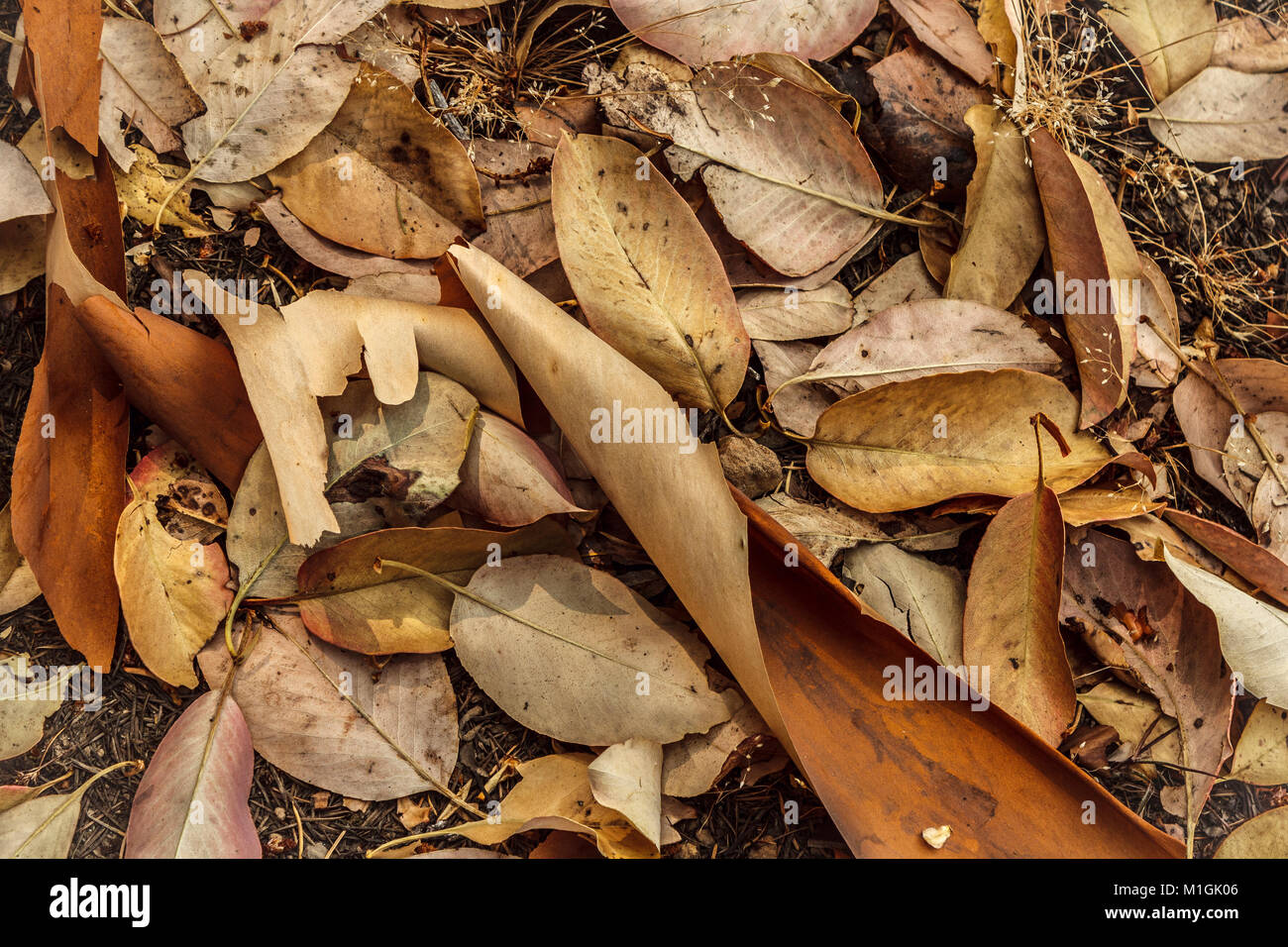 Morto, caduta foglie e curling pezzi di corteccia di pelati da corbezzoli (Pacific madrone) coprire il terreno con toni di marrone rossiccio e oro. Foto Stock