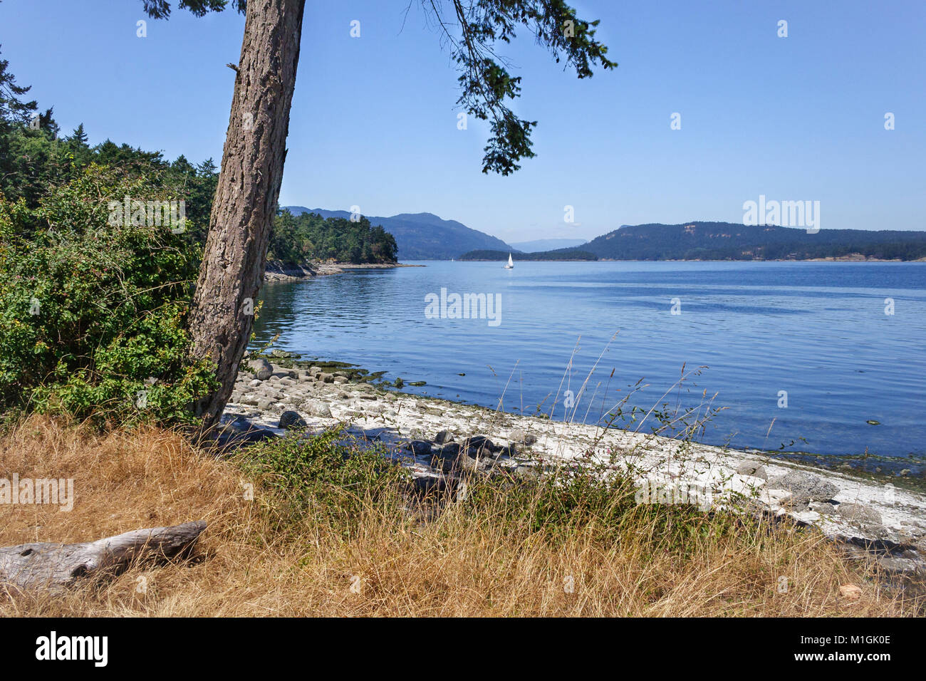 Un lone Douglas-fir si appoggia sopra la spiaggia su una tranquilla giornata estiva in BC di isole del golfo, con barche a vela e di Russell e molla di sale isole nella distanza. Foto Stock