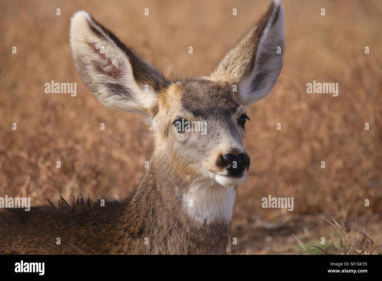 Profilo di cervo in autunno autunno a Rocky Mountain Arsenal National Wildlife Refuge Denver, Colorado Foto Stock