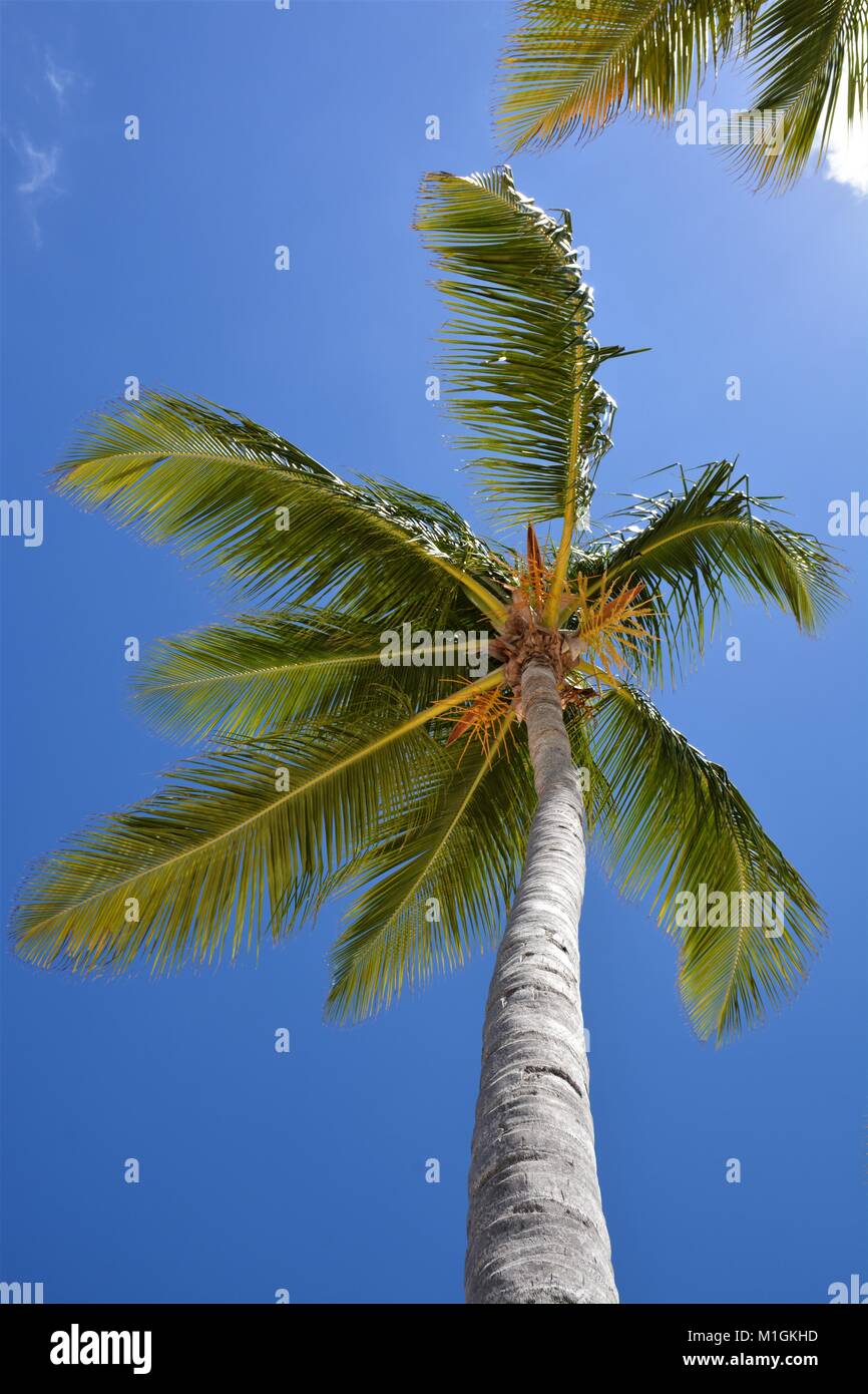 Juanillo spiaggia di Punta Cana Repubblica Dominicana Foto Stock