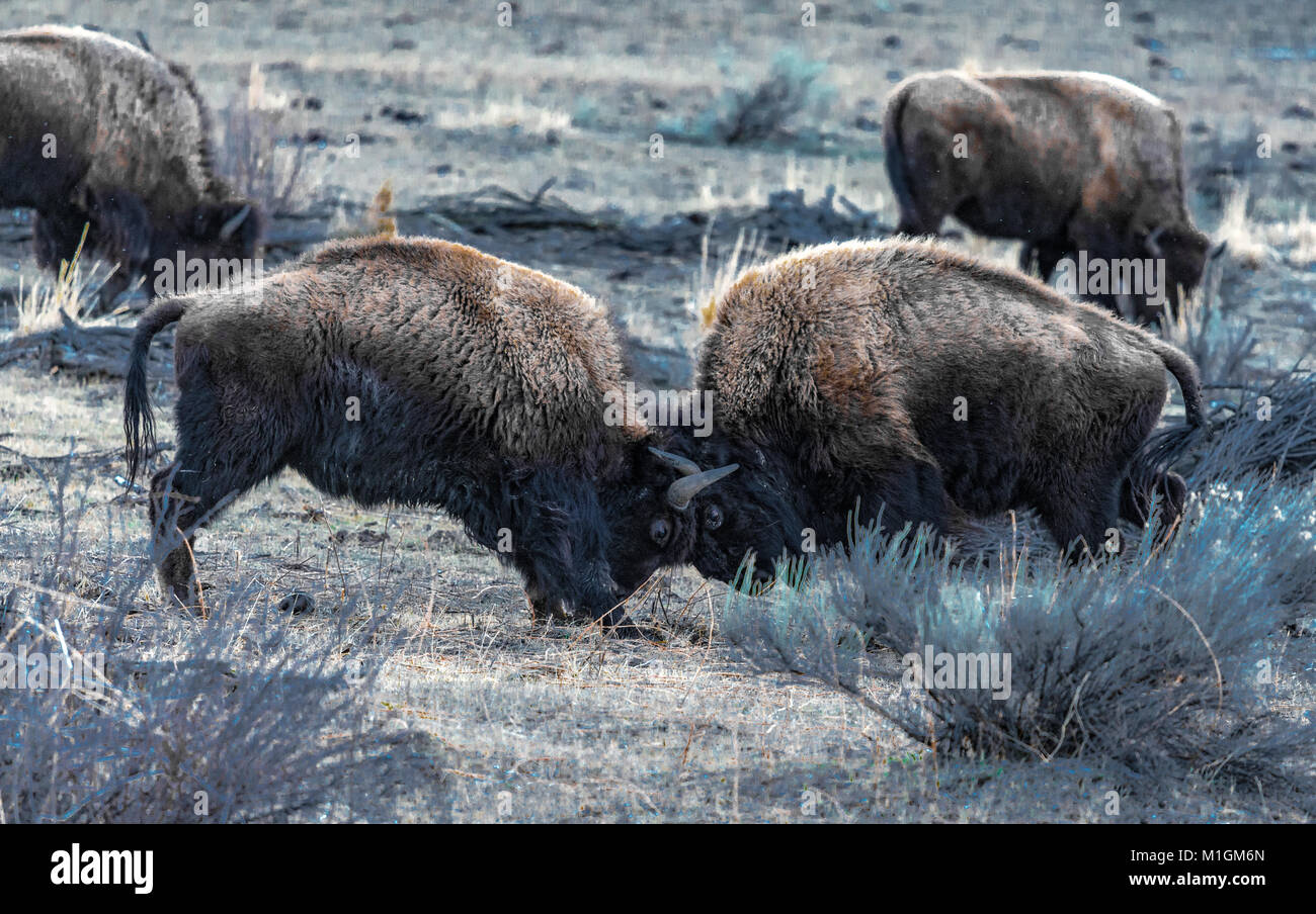 American Bison bison bison, nel Parco Nazionale di Yellowstone in inverno. Foto Stock