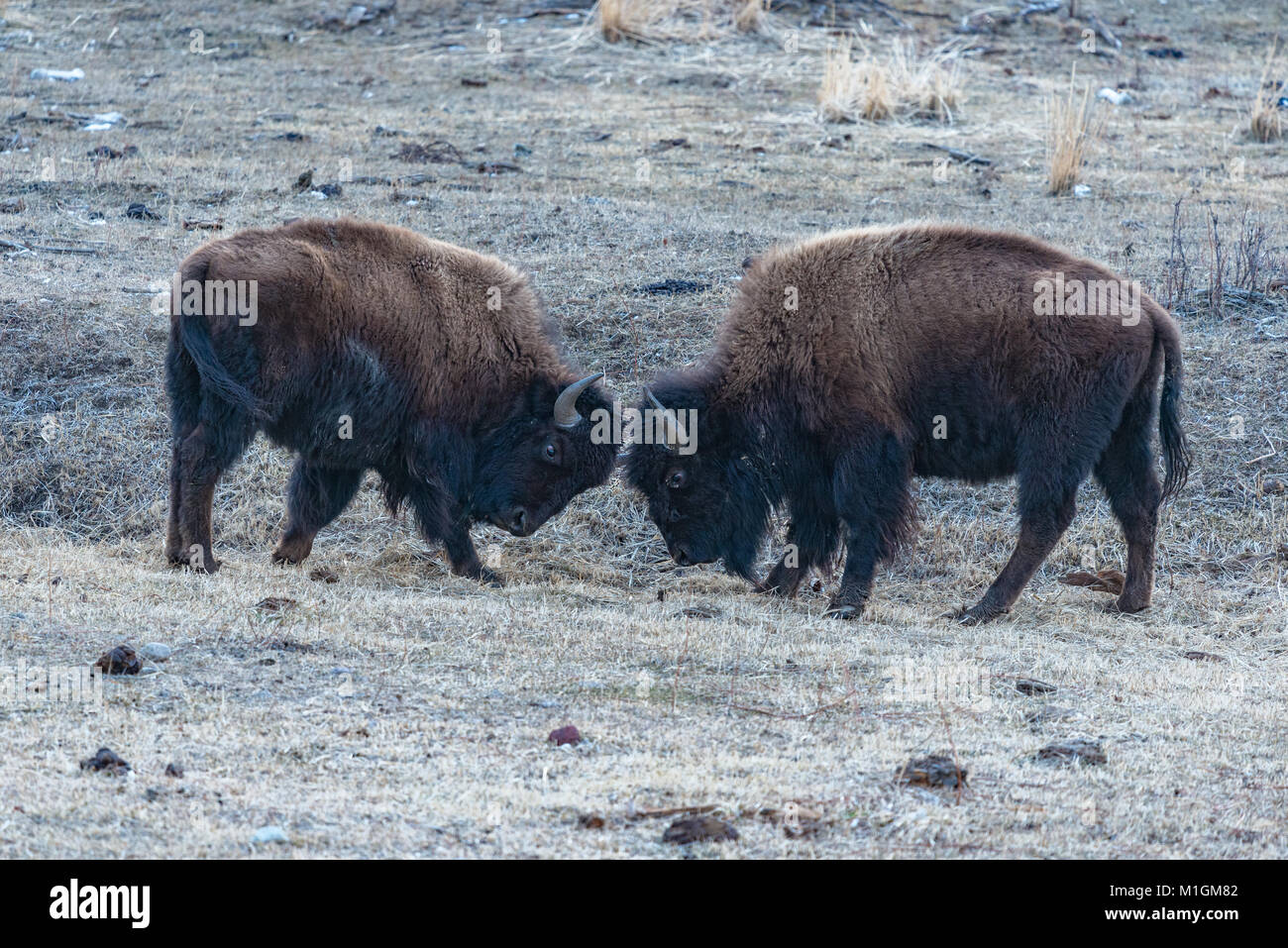 American Bison bison bison, nel Parco Nazionale di Yellowstone in inverno. Foto Stock