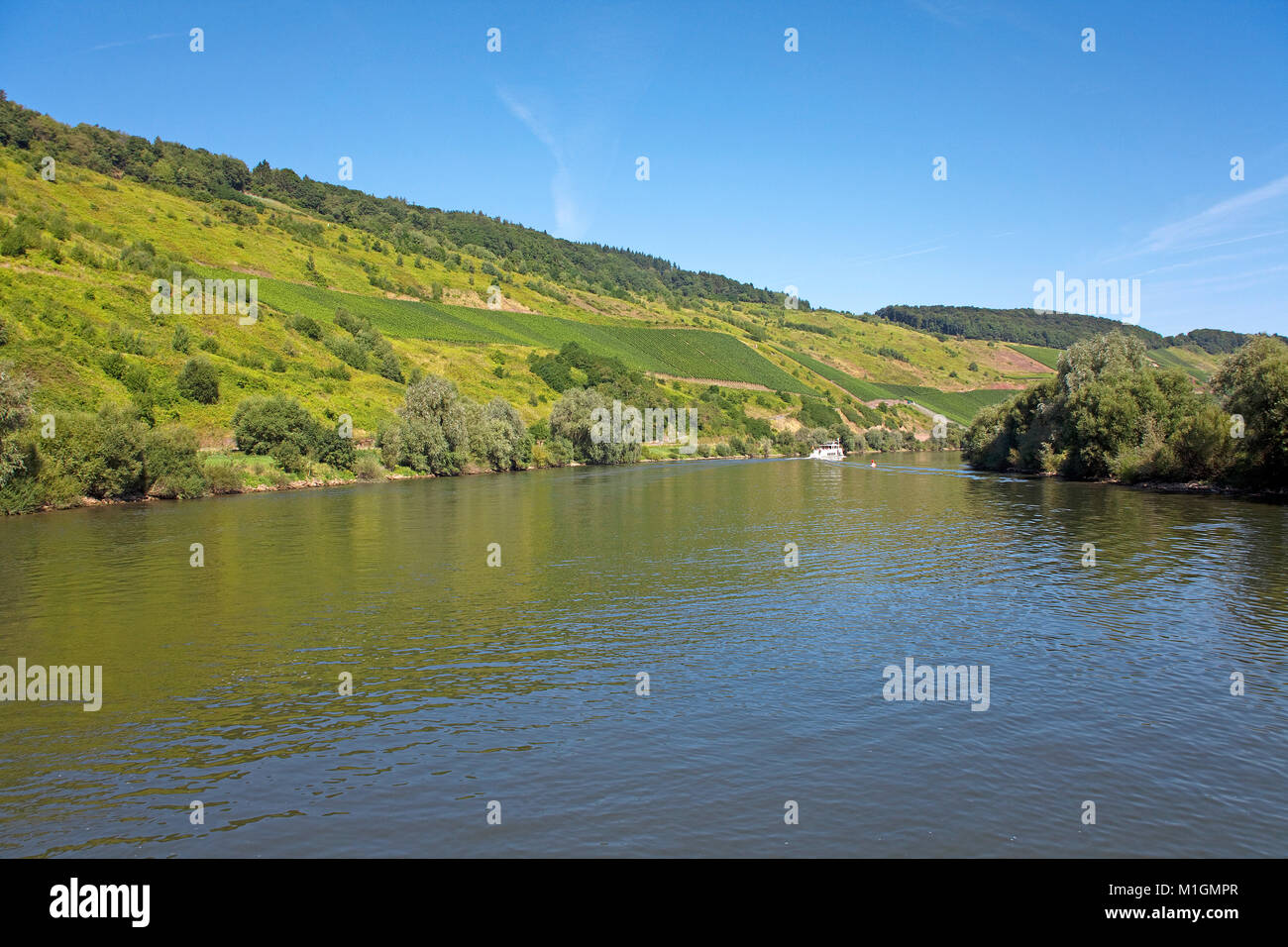 Paesaggio fluviale al villaggio del vino Zeltingen-Rachtig, Mosella, Renania-Palatinato, Germania, Europa Foto Stock