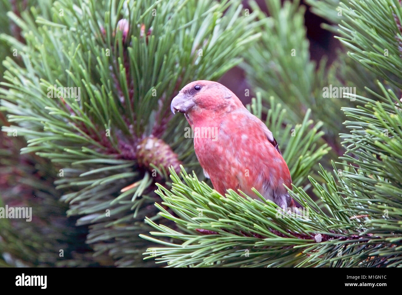 Parrot Crossbill (Loxia pytyopsittacus), maschio, bere, Shetland, Scotland, Regno Unito. Foto Stock