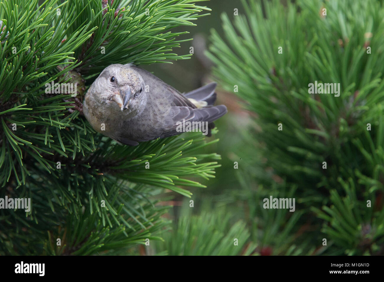 Parrot Crossbill (Loxia pytyopsittacus), femmina, Shetland, Scotland, Regno Unito. Foto Stock