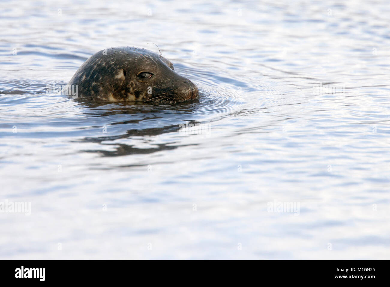 Guarnizione comune, o del porto di tenuta (Phoca vitulina), la testa è emerso in mare al largo delle Isole Shetland Scozia, Regno Unito.La guarnizione del porto Foto Stock