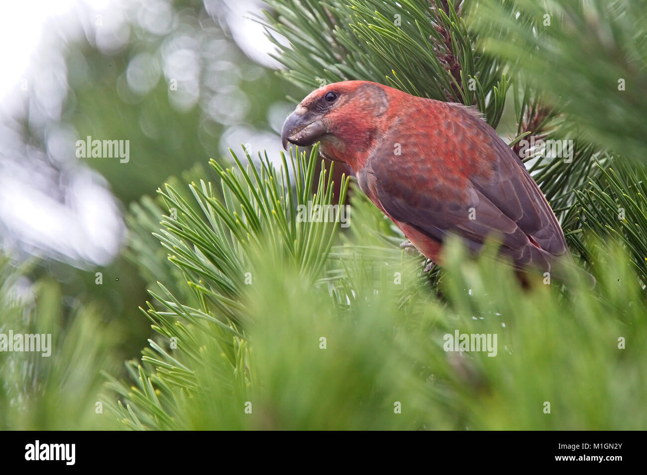 Parrot Crossbill (Loxia pytyopsittacus), maschio, Shetland, Scotland, Regno Unito. Foto Stock