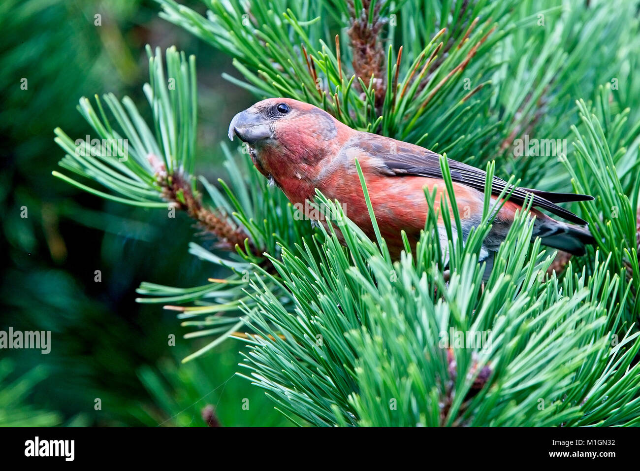 Parrot Crossbill (Loxia pytyopsittacus), maschio, Shetland, Scotland, Regno Unito. Foto Stock