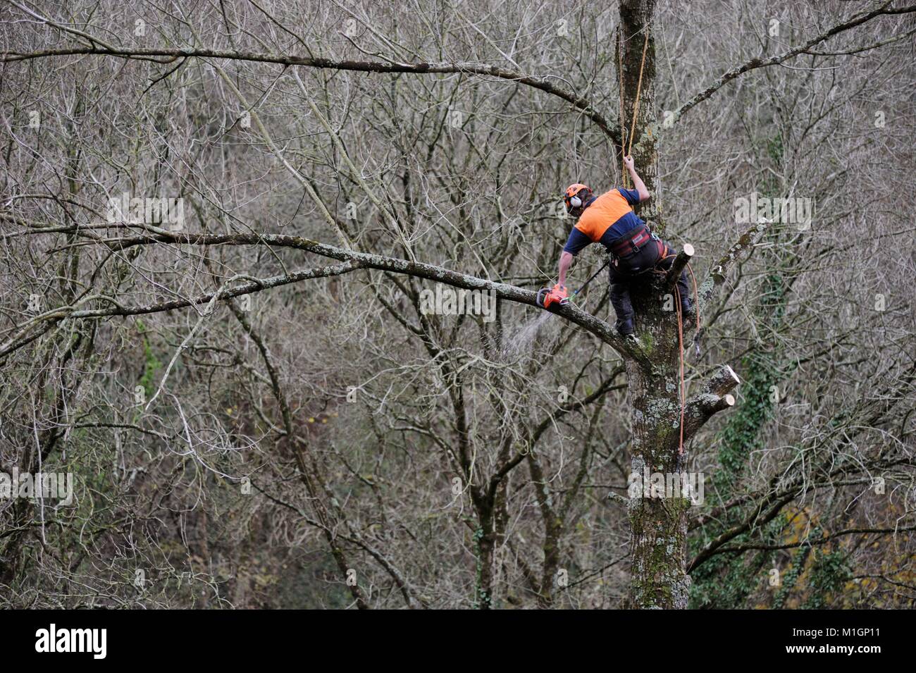 Uomo al lavoro in sicurezza di protezione abbigliamento, sale su un albero e antenna esegue chainsaw lavoro, delimbing, potatura, il sezionamento della struttura, Wales, Regno Unito Foto Stock