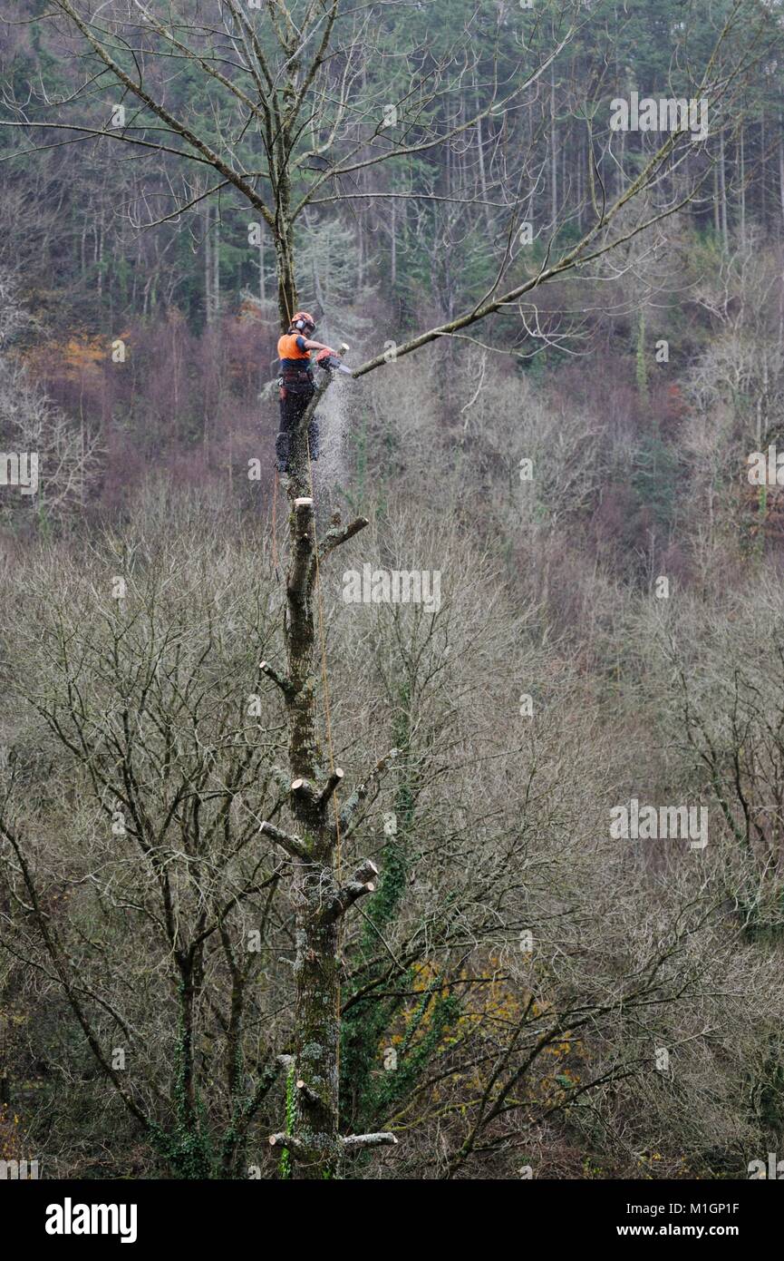 Uomo al lavoro in sicurezza di protezione abbigliamento, sale su un albero e antenna esegue chainsaw lavoro, delimbing, potatura, il sezionamento della struttura, Wales, Regno Unito Foto Stock