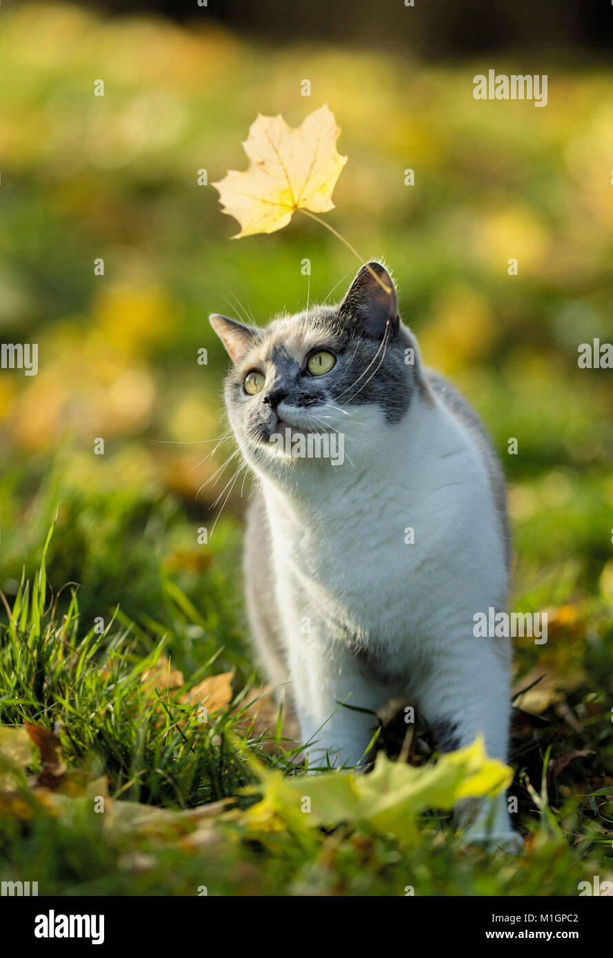 British Shorthair Cat. Adulto tricolore guardando una foglia vola. Germania Foto Stock