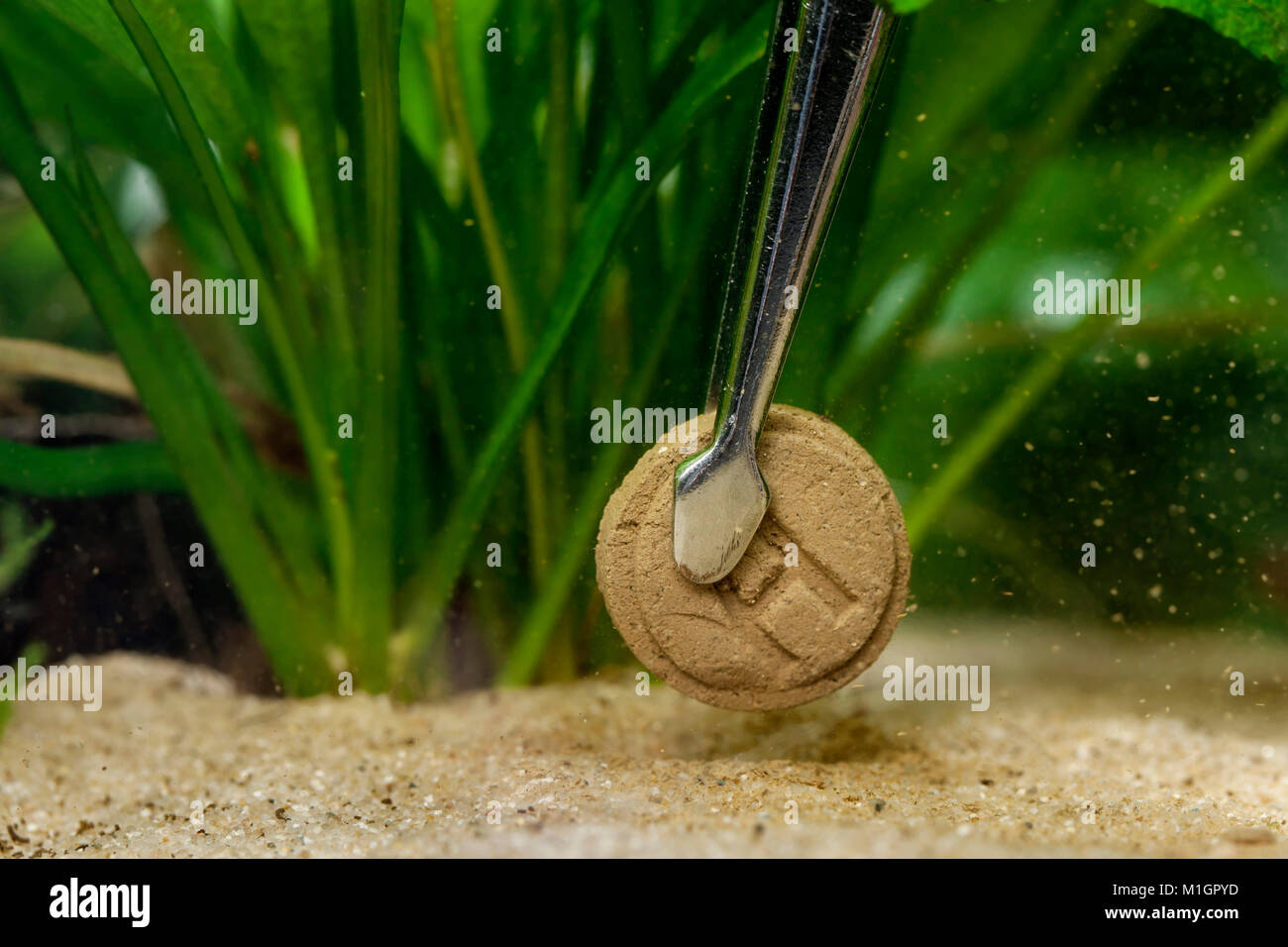 Il fertilizzante per le piante acquatiche essendo portato ad un acquario d acqua dolce. Il forcipe con linguetta Foto Stock